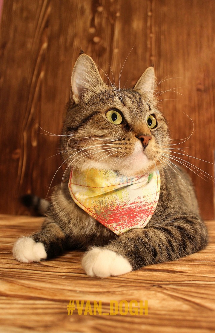 Important cat