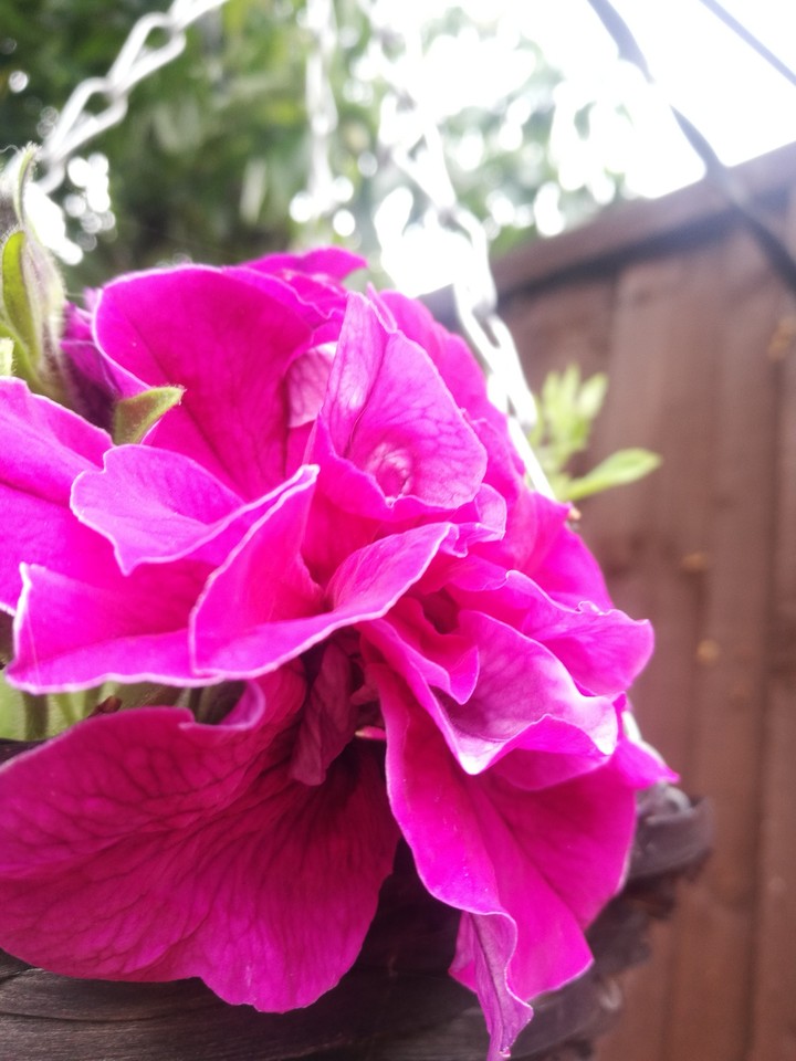Pink Flower