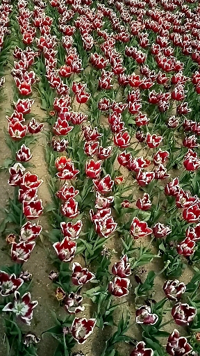 바람에 떠는 가로공원 튜울립