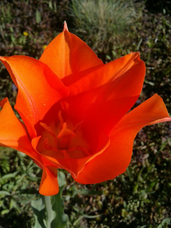 orange flower