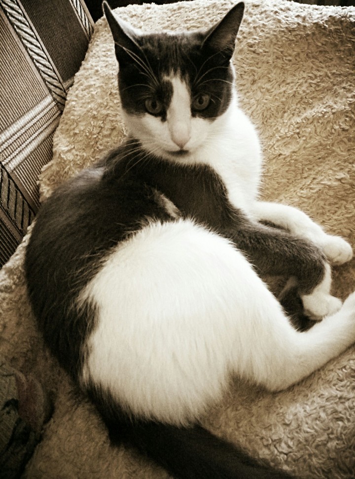 Cat Sam