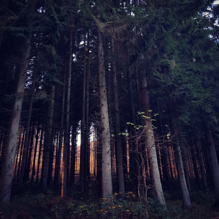dusk in the woods