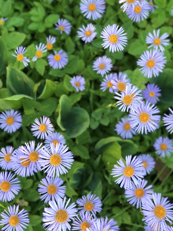Summer flowers