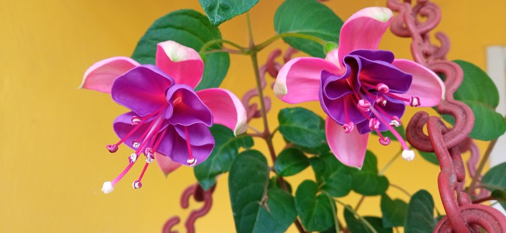 flowers 2