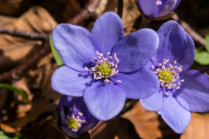 blue forest flowers