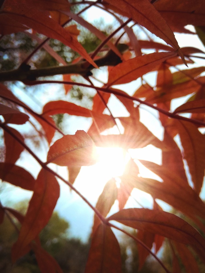 Light