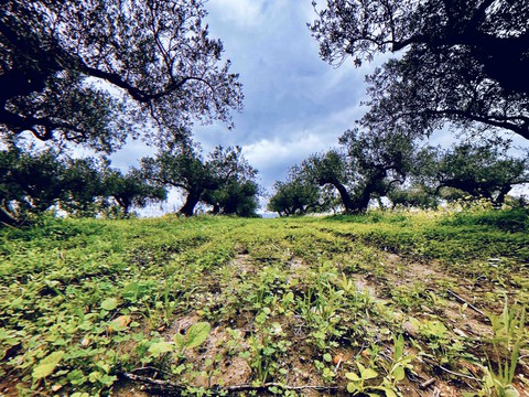 tree, grass Hintergrundbilder