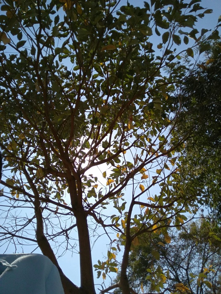 #Click Of Tree And The Sky!