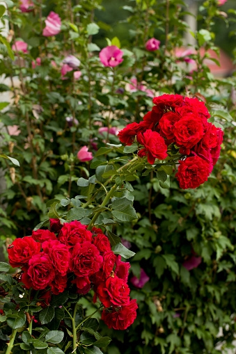 Bellas rosas!?❤️?❤️??