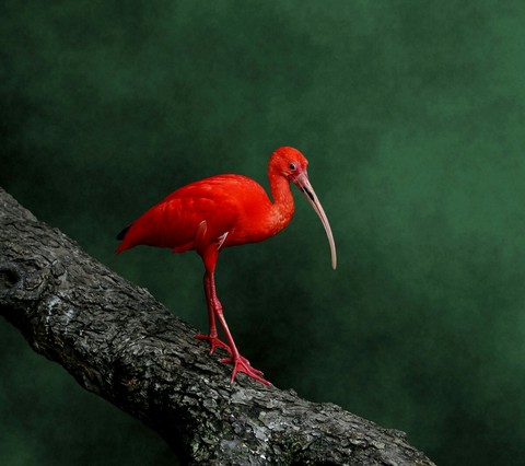 birds