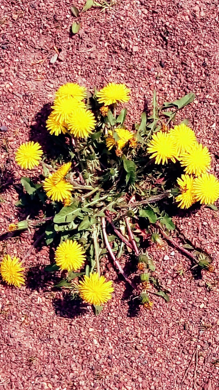 dandelion