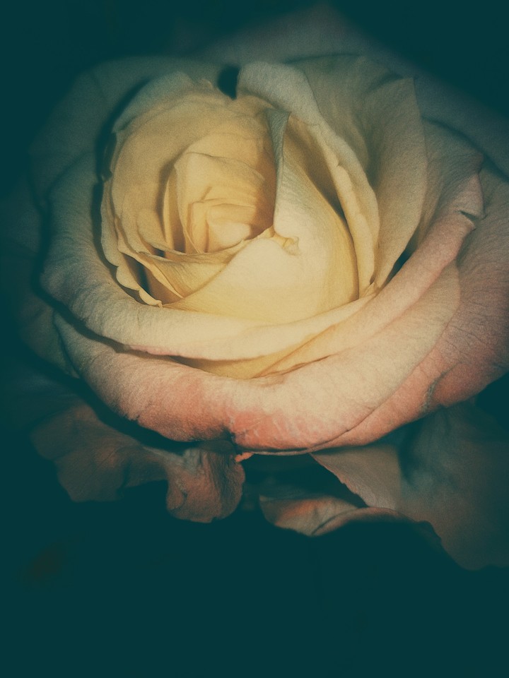 rose
