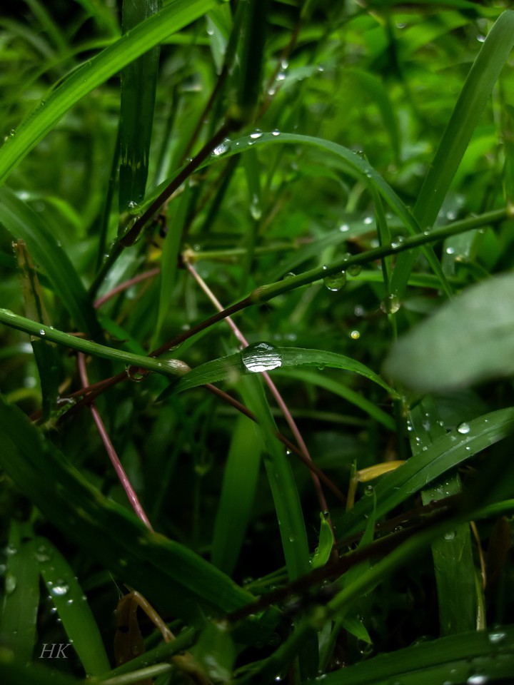 rain drops