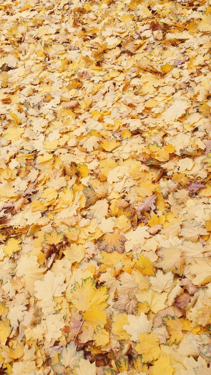 Autumn 