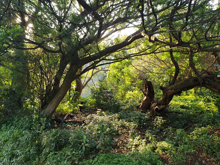 Fairytail Forest