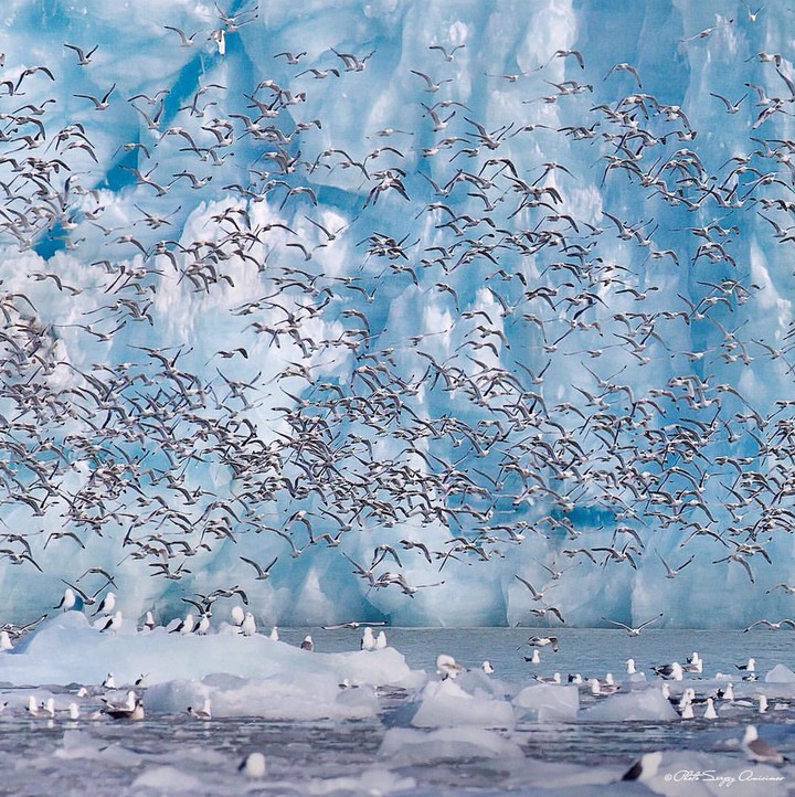 Seagulls and the icy kingdom