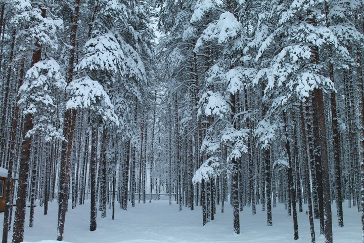 forest