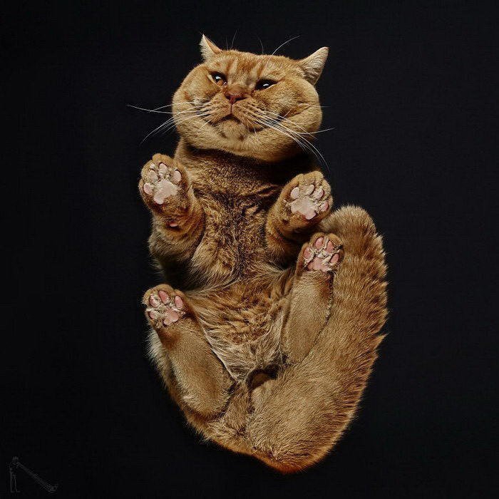 кот