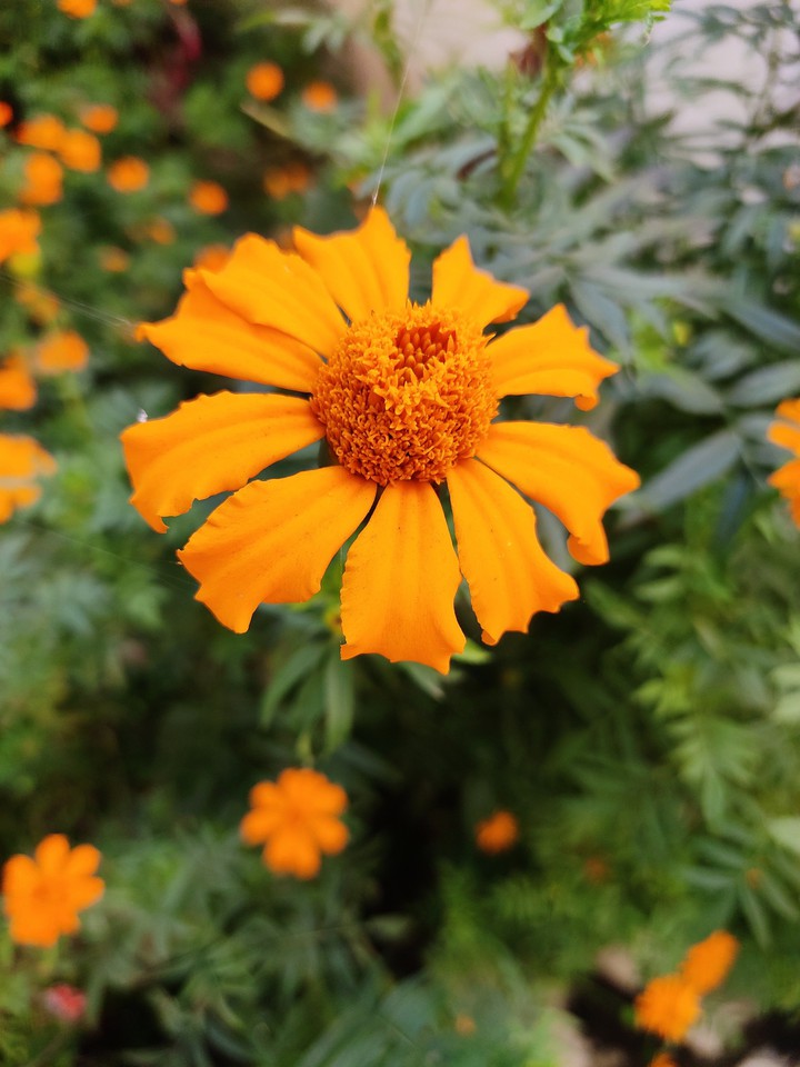 yellow flower