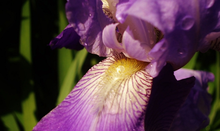 A garden flower