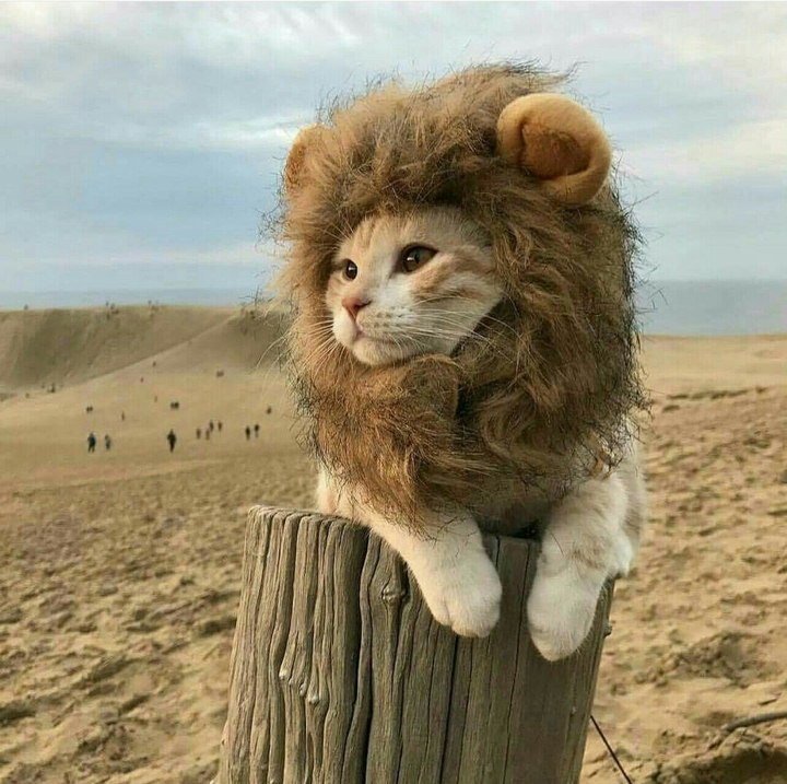 Lion