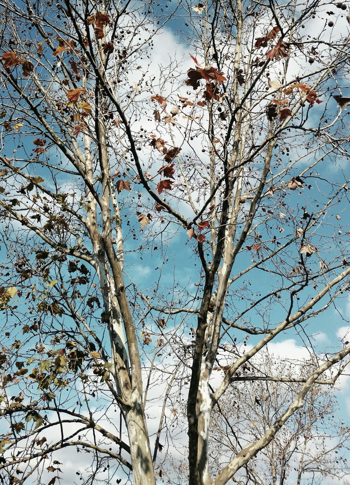 tree and the sky