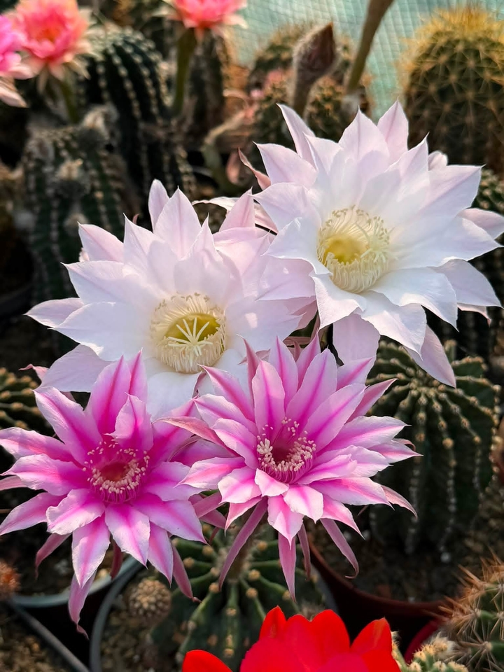 тапети petal, Cactus