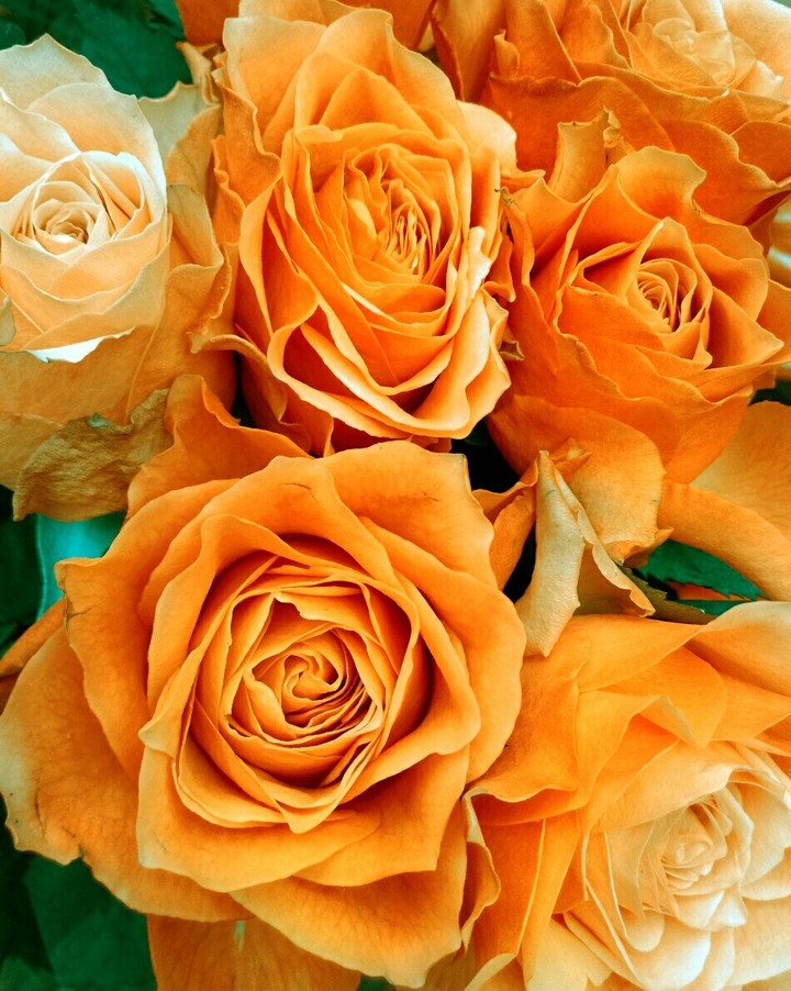 Roses