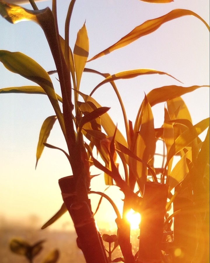 sunset plant
