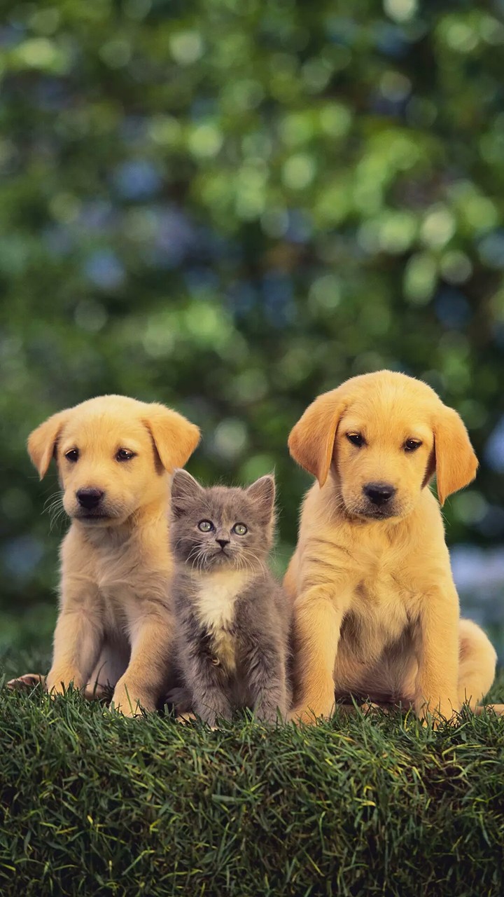 cat between two puppies