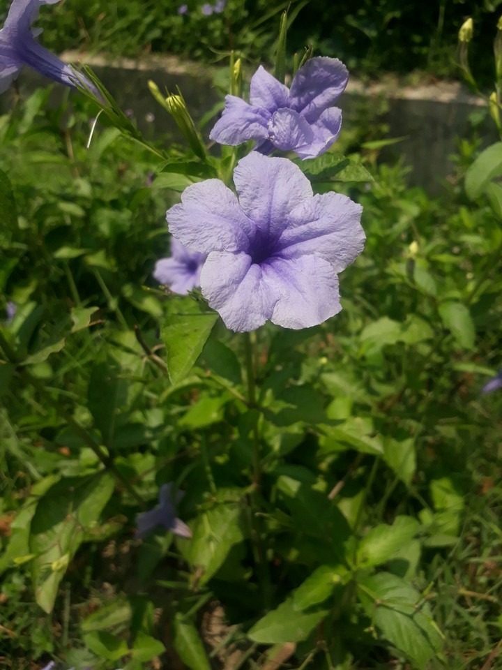 Purple Flora
