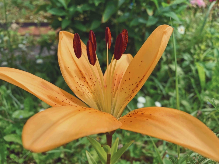Lilien