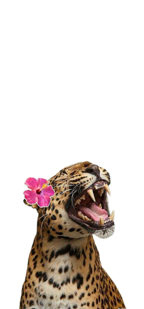 خلفيات felidae, Leopard