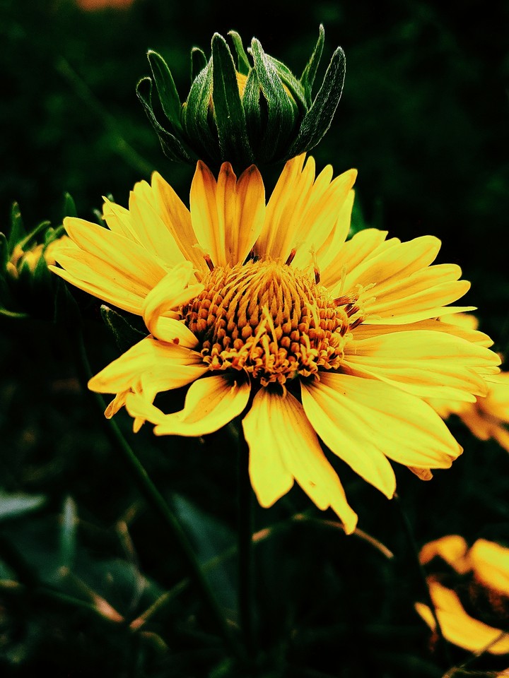 bloom