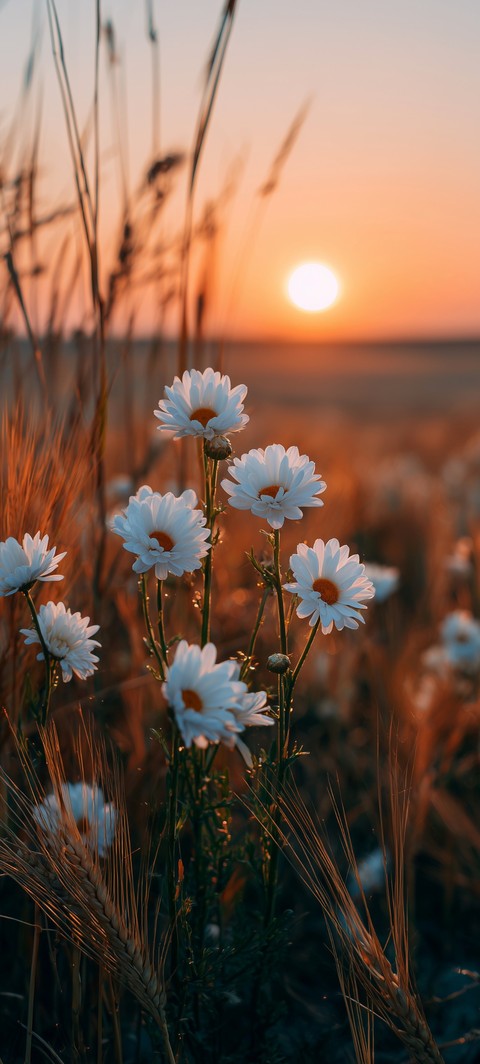 wildflower, sunset壁紙