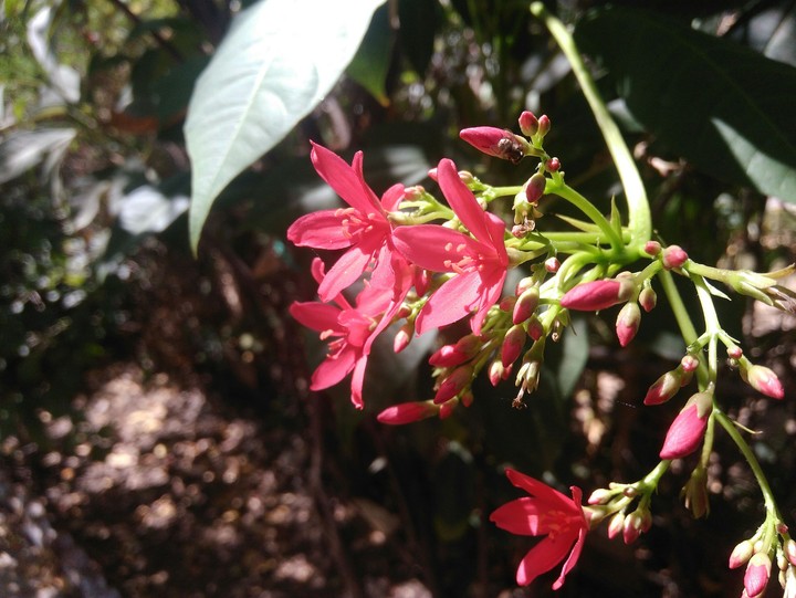 red flowers