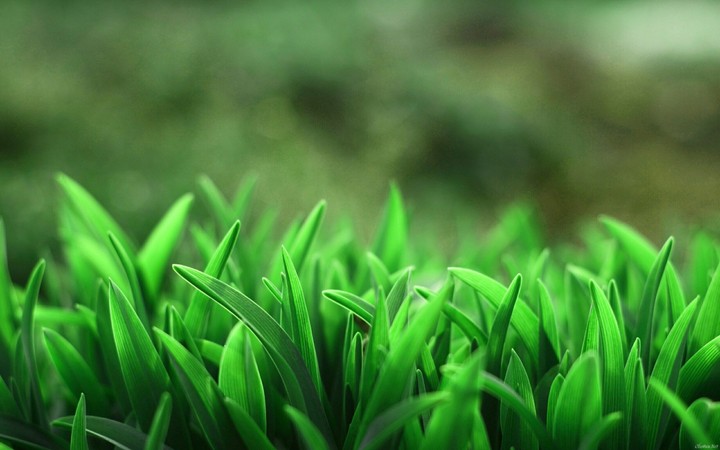 green grass