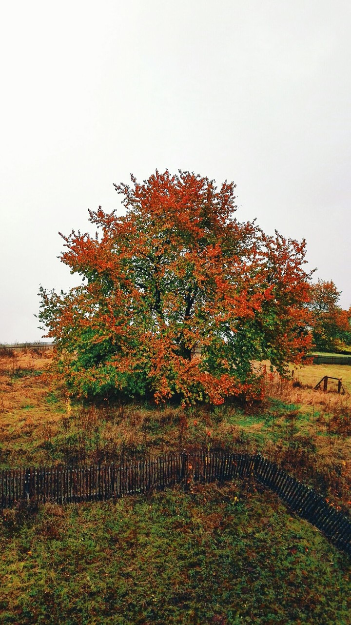 autumm tree