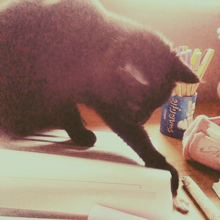 gatito