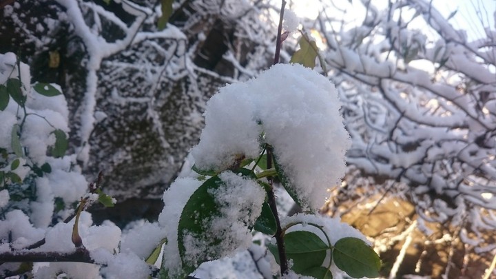 snow
