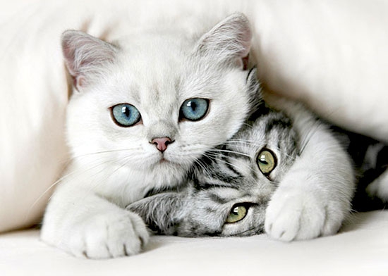 Friends