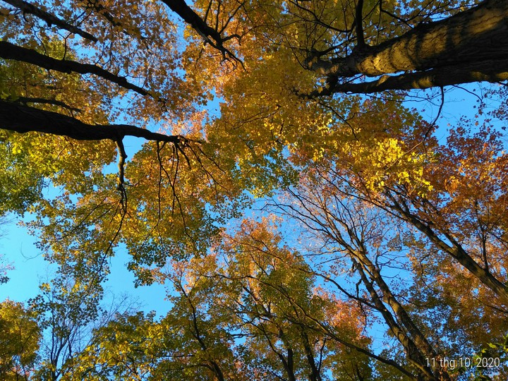 trees and autumn