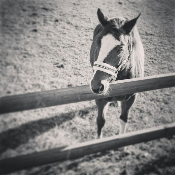 horse