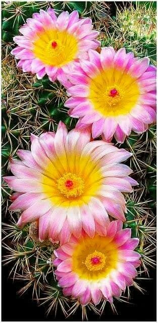 pink flowers