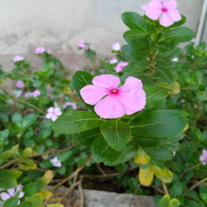 Pink Flower