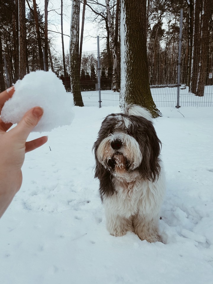 Play with dog ?❤