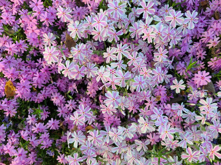 Gorgeous flowers! ☺
