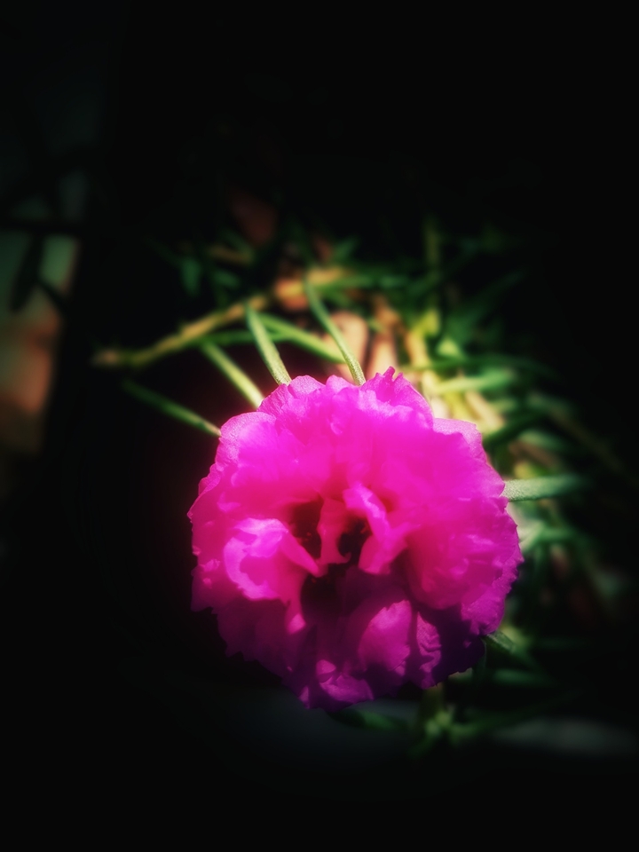 pink flower