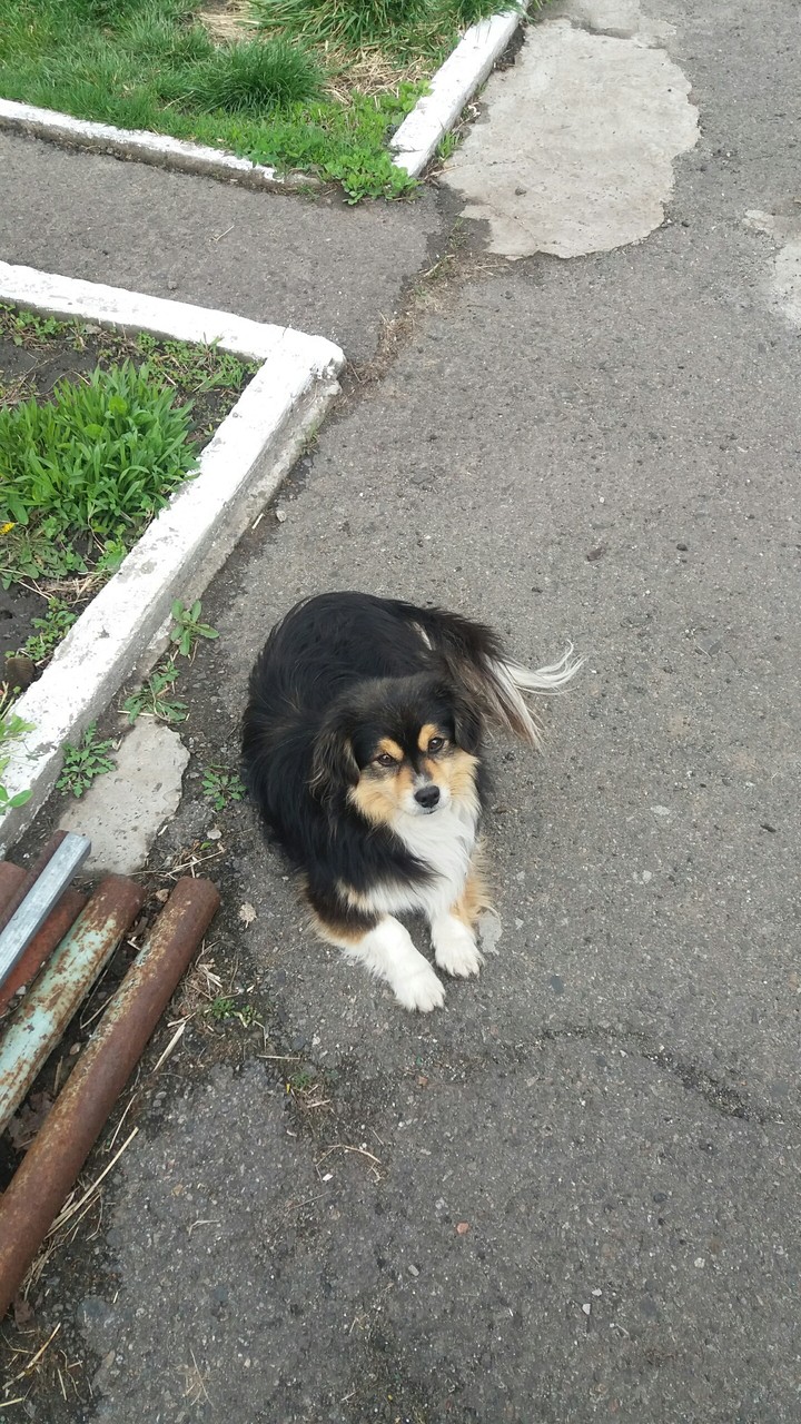 собака