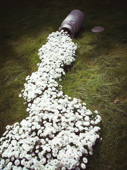 White daisies